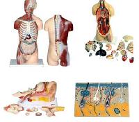 Manufacturers Exporters and Wholesale Suppliers of Anatomical Models ambala cantt haryana